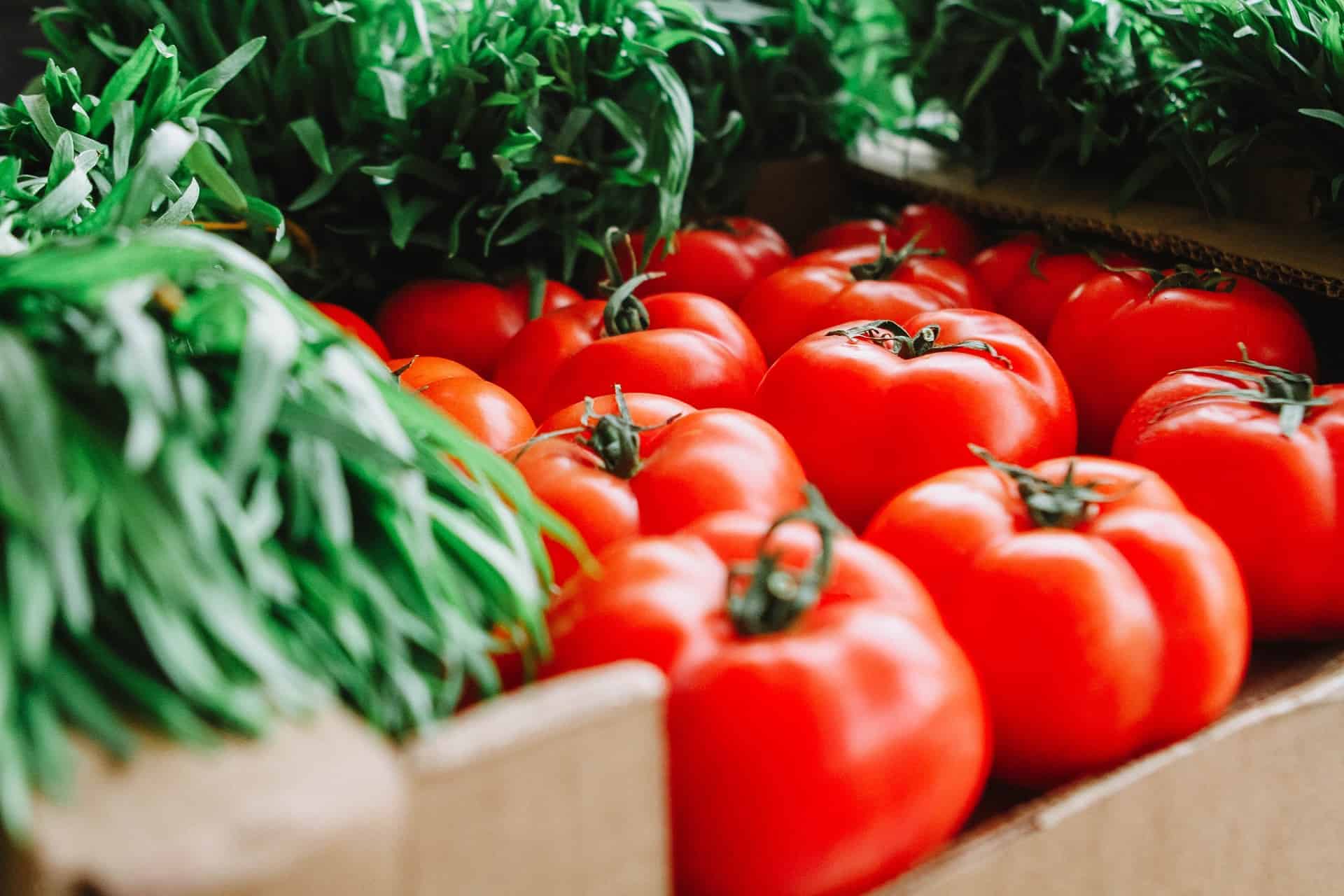 canva red tomatoes